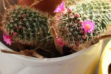 IMG_0483 - 2014-02-23 mammillaria.webp
