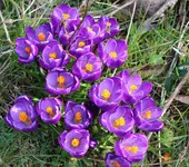 IMG_0489 - 2014-02-23 - krokusse lila.webp