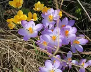 IMG_0491 m- 2014-02-23 - krokusse lavendel u gelb.webp