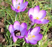 IMG_0499 - 2014-02-23 - hummelkönigin krokusse.webp
