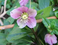 IMG_0502 - 2014-02-23 - helleboris rosa-lila.webp