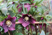 IMG_0503 - 2014-02-23 - helleboris violett.webp