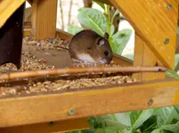 Maus.webp