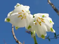 Blumen7.webp