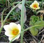 Blumen1.webp