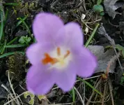 Blumen2.webp