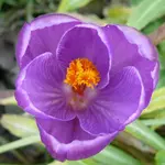 Blumen3.webp