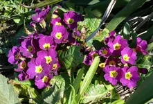 Blumen4.webp