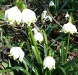 Blumen5.webp