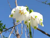 Blumen6.webp
