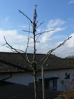 Obstbäume Boskop Hochstamm.webp