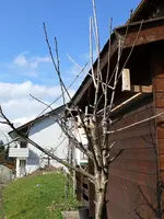 Obstbäume_selberveredelte_Kirsche.webp