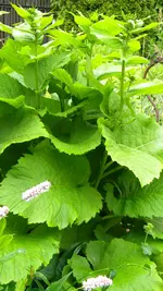DSCN4862.webp