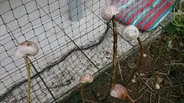 Schnecken.webp