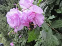 003.webp
