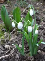 Schneeglöckchen1.webp