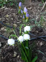 Schneeglöckchen2.webp