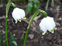 Schneeglöckchen3.webp