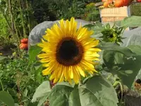Bild 428.webp