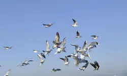Möwen5.webp