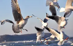 Möwen.webp