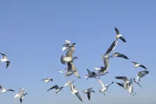 Möwen6.webp
