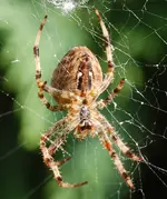 Spinne.webp