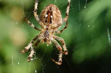Makro7.webp