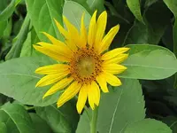 044.webp
