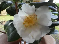 SAM_3036.webp