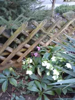 009.webp