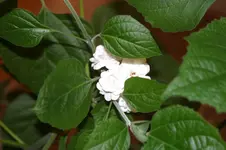 Kamelija.webp