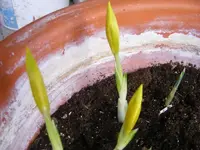 Danford Schwertlilie Knospen 28.2.2014.webp