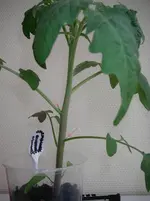 IMGP0074.webp
