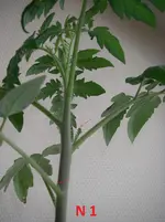 IMGP0075.webp