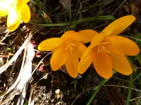 P1010043.webp