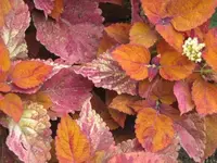 043.webp