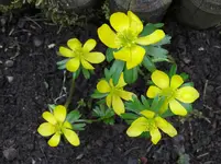 Winterlinge.webp