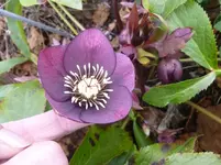 P1110400.webp