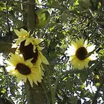 Gartensonnenblumeapfelbaum.webp