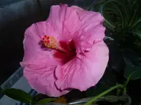 P1110370.webp