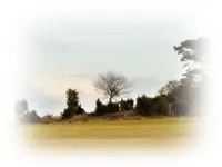 Griesbüsch.webp