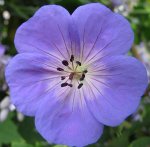 geranium jolly bee_.jpg