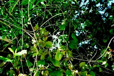 Jasmin.webp