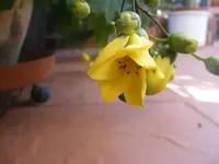 Blüte Wachsglocke2.webp