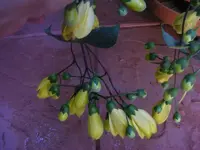 Kirengeshomablüten 9.9.2013.webp