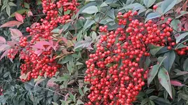 006.webp