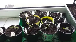 20140301_150553.webp