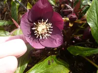 P1110417.webp