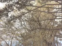 SAM_3064.webp